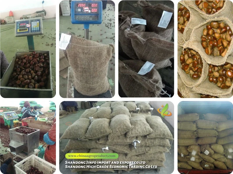 Свежий Шаньдун каштан