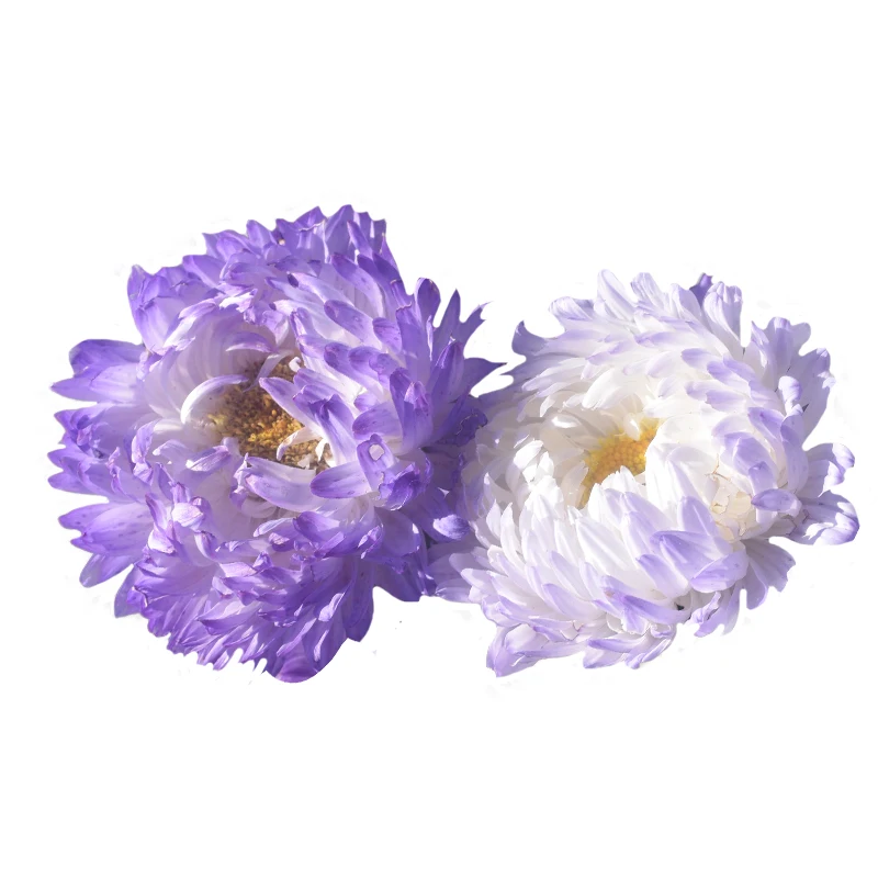 
Hot Sale Different Kinds of China Aster Seeds Callistephus Chinensis Flowers Seeds 