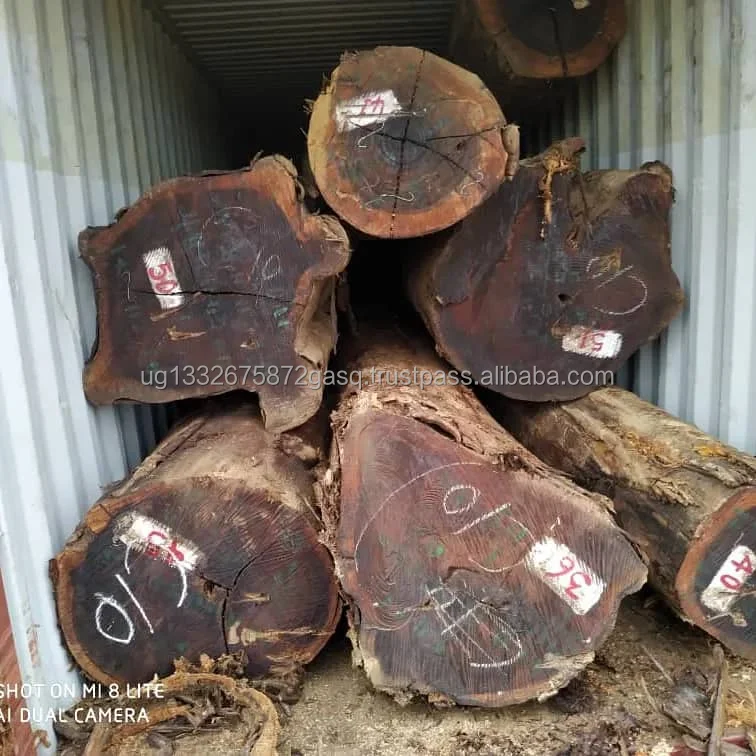 1/2  Birch Wood Logs & Lumber For Sale , West Africa Timber Logs , Cheap Hardwood Logs