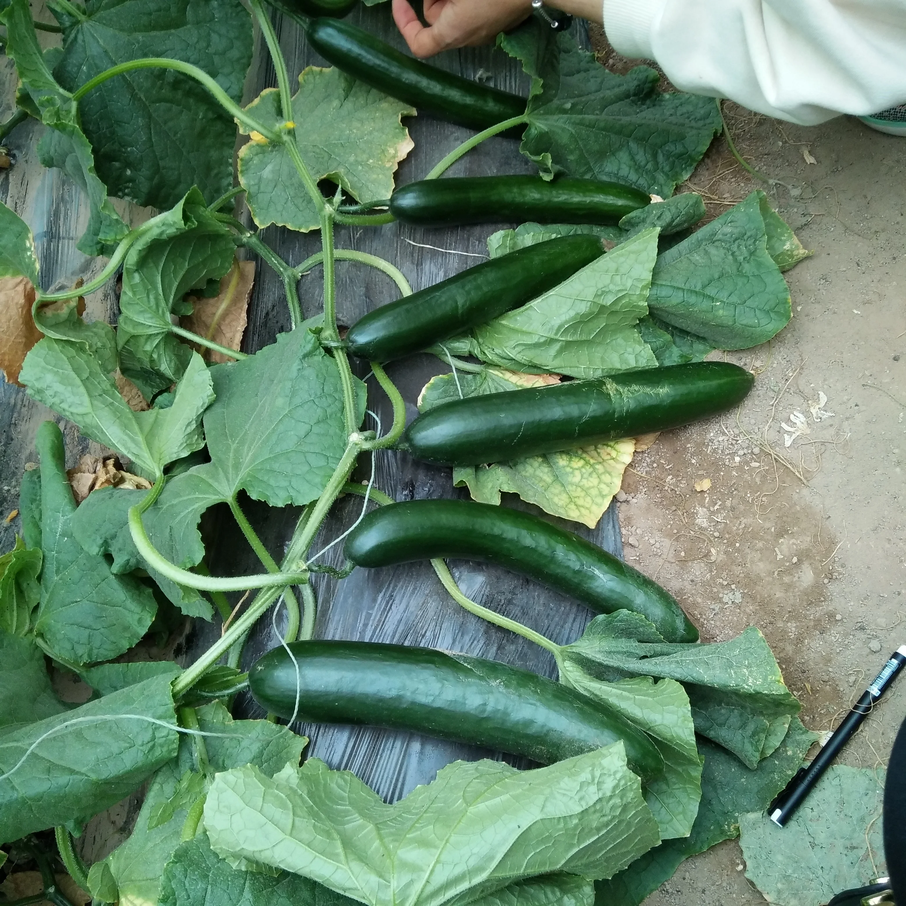 Bright sword f1 hybrid stingless high yield cucumber seeds vegetables for planting