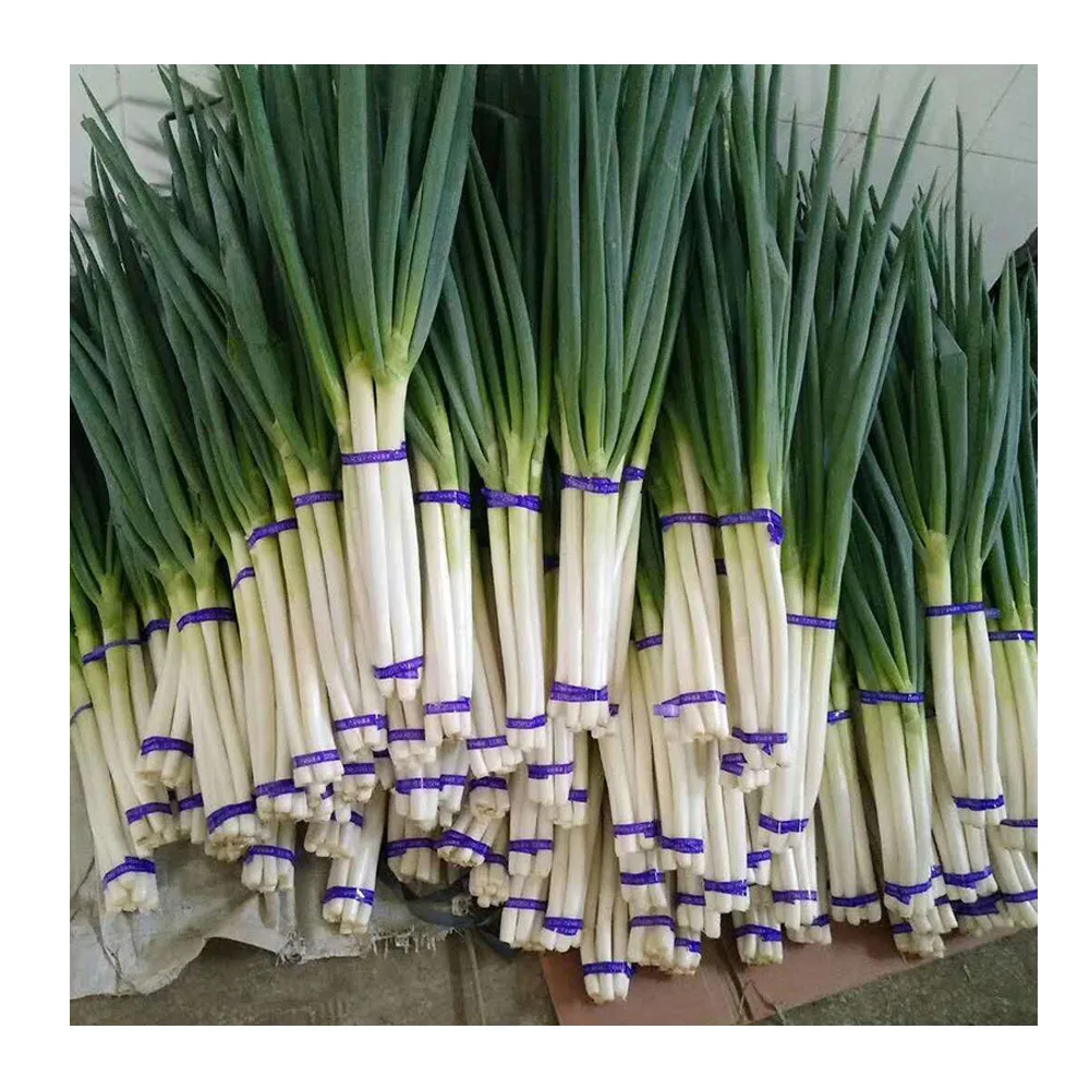 
High quality wholesale new season organic green fresh scallion 