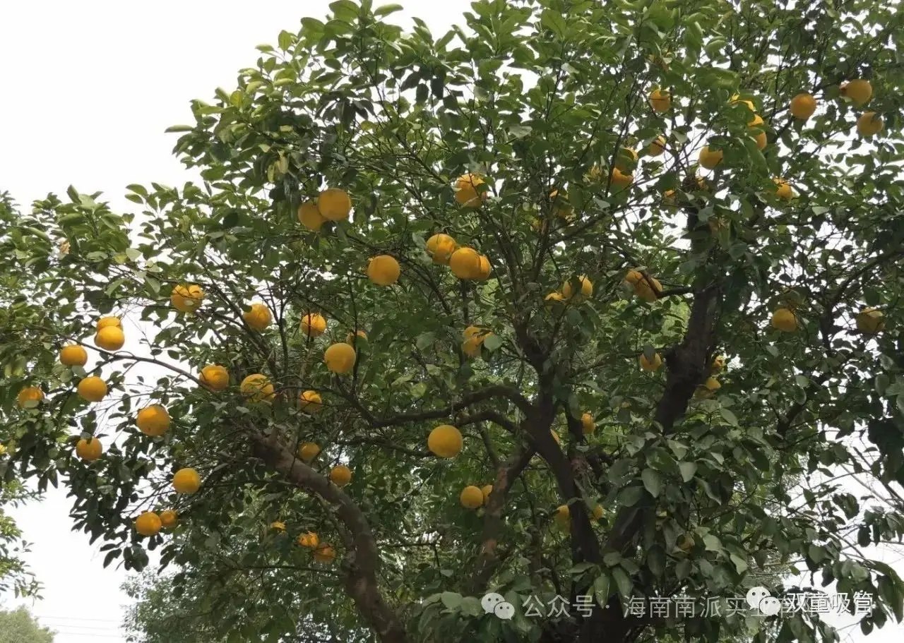 Natural spray dried Golden Pomelo Juice Powder for juice confectionery cany milk tea instant fruit drink from NESTLE vendor