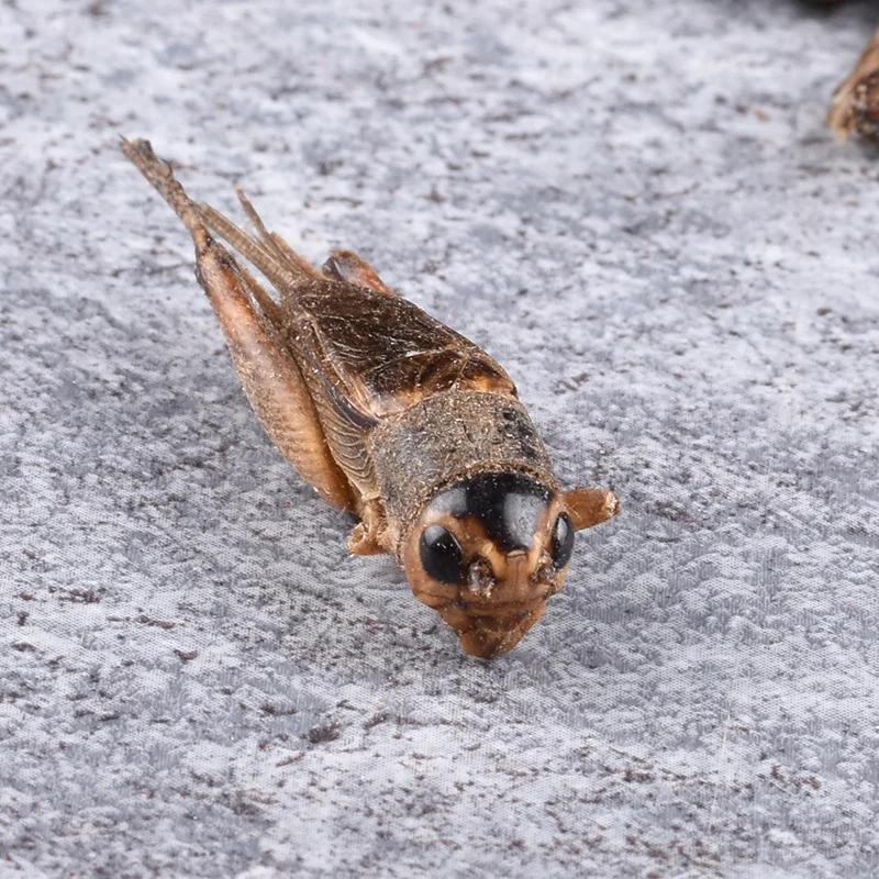 Limited Time Promotion Factory Wholesale Price Clean High Protein Wholesale Freeze Dried Crickets