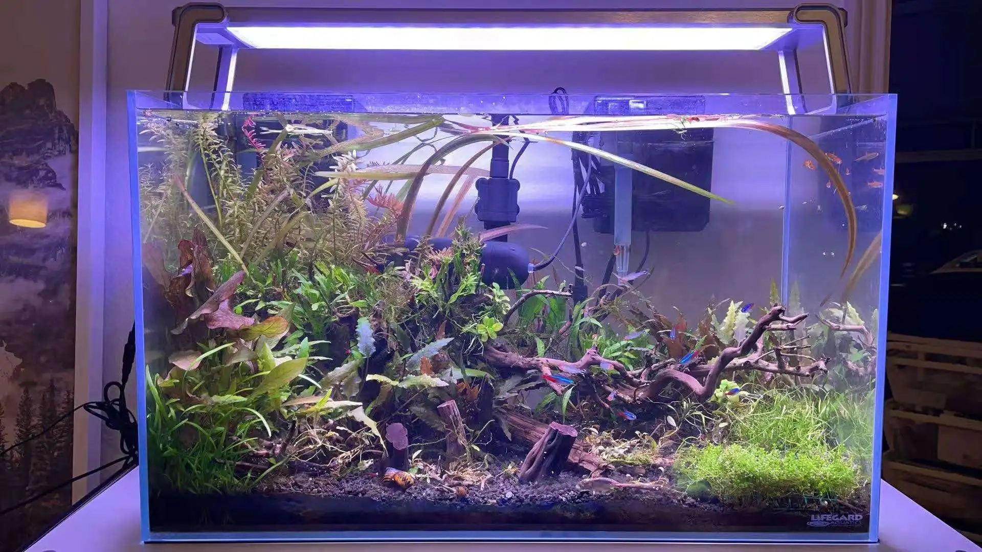 lights on aquariums (4).jpg