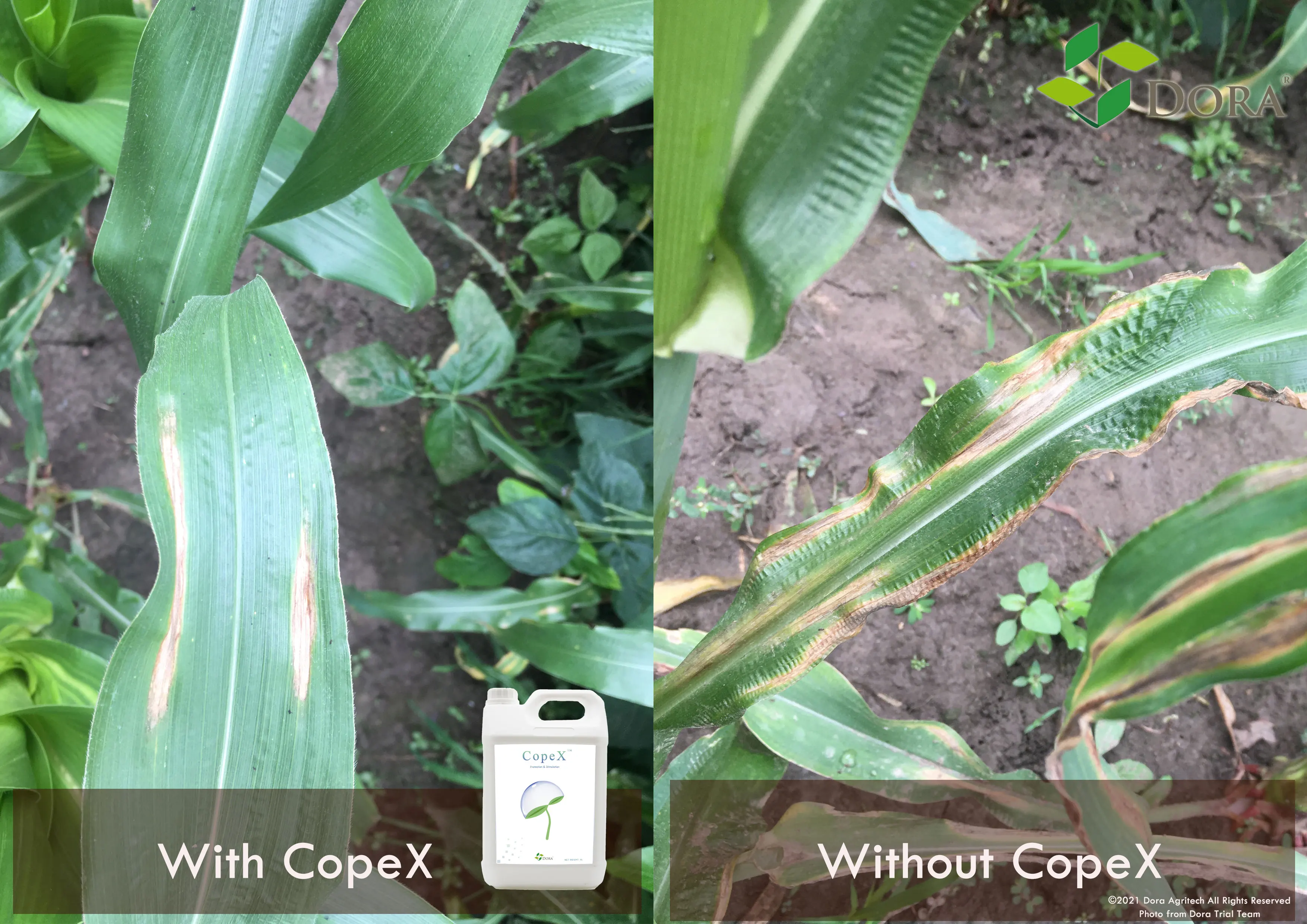 Agricultural Nematode Killing Functional Copper Liquid Agriculture Chitosan Fertilizer