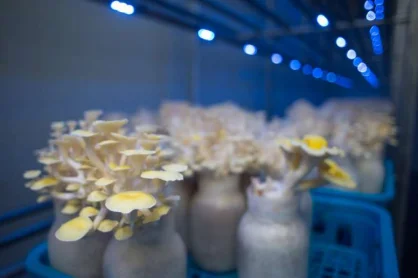 IP67 Водонепроницаемая светодиодная лампа MHL для выращивания продуктов питания с углом луча 180 градусов дома грибов