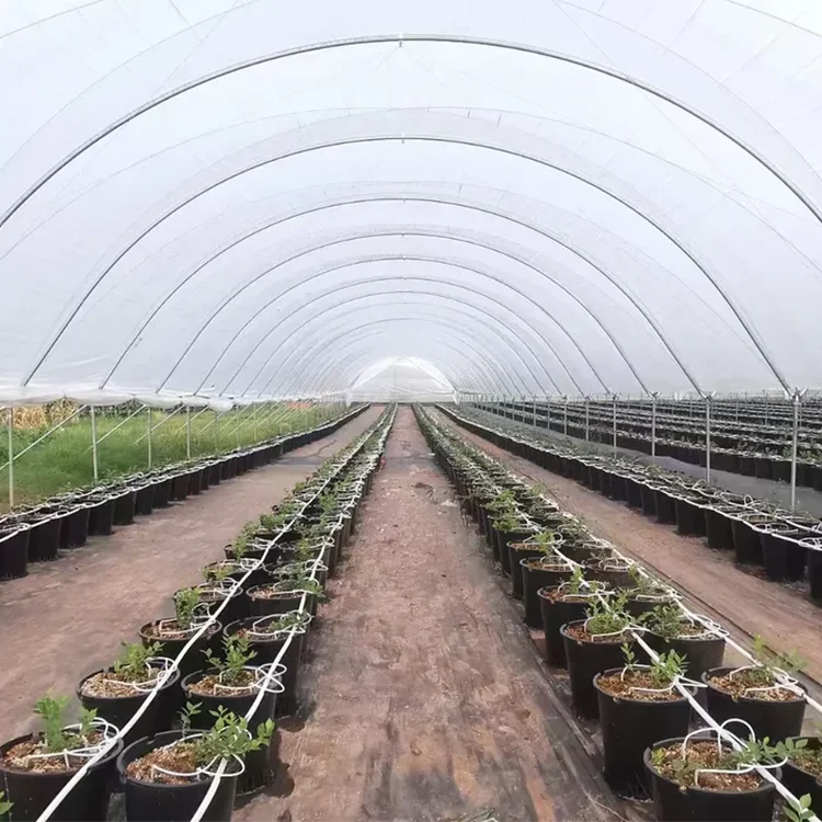Sainpoly Heavy commercial greenhouse 4 season For Agricultural Blueberry Strawberry Farming Tunnel Greenhouse