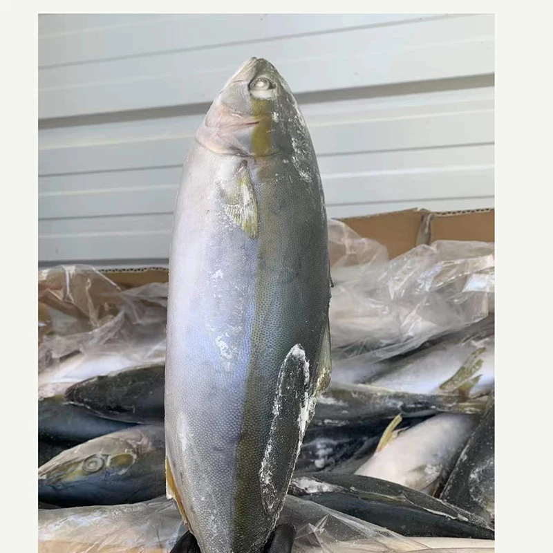 buy fresh fish whole round frozen yellow tail for process canned frozen Japan origin Amberjack seriola quinqueradiata