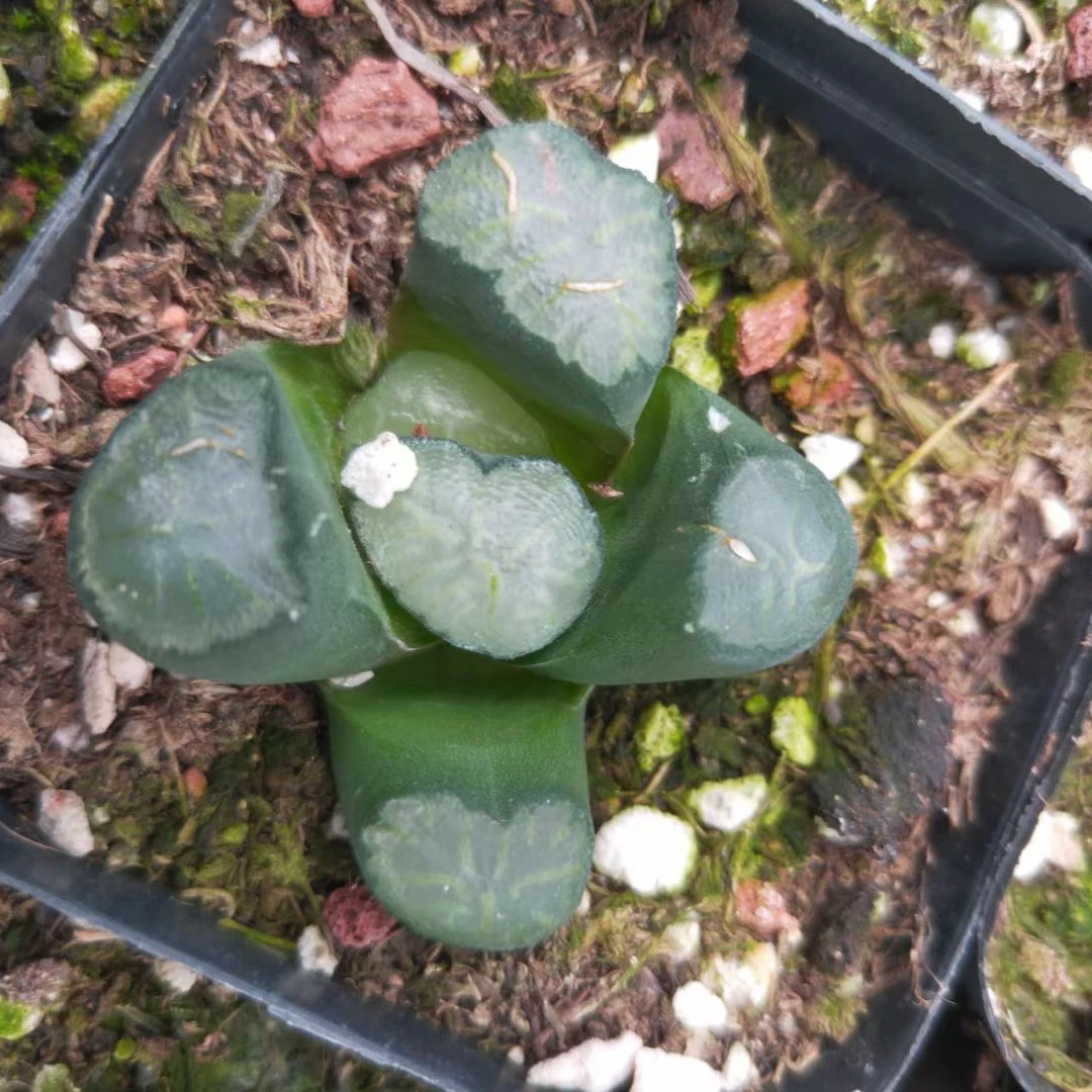 3-5cm Live Plant Haworthia truncata Okagami Decor for Nursery Real Natural Indoor Outdoor Plants