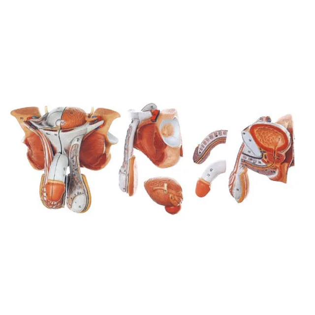 General Doctor Male Genital Organs Model