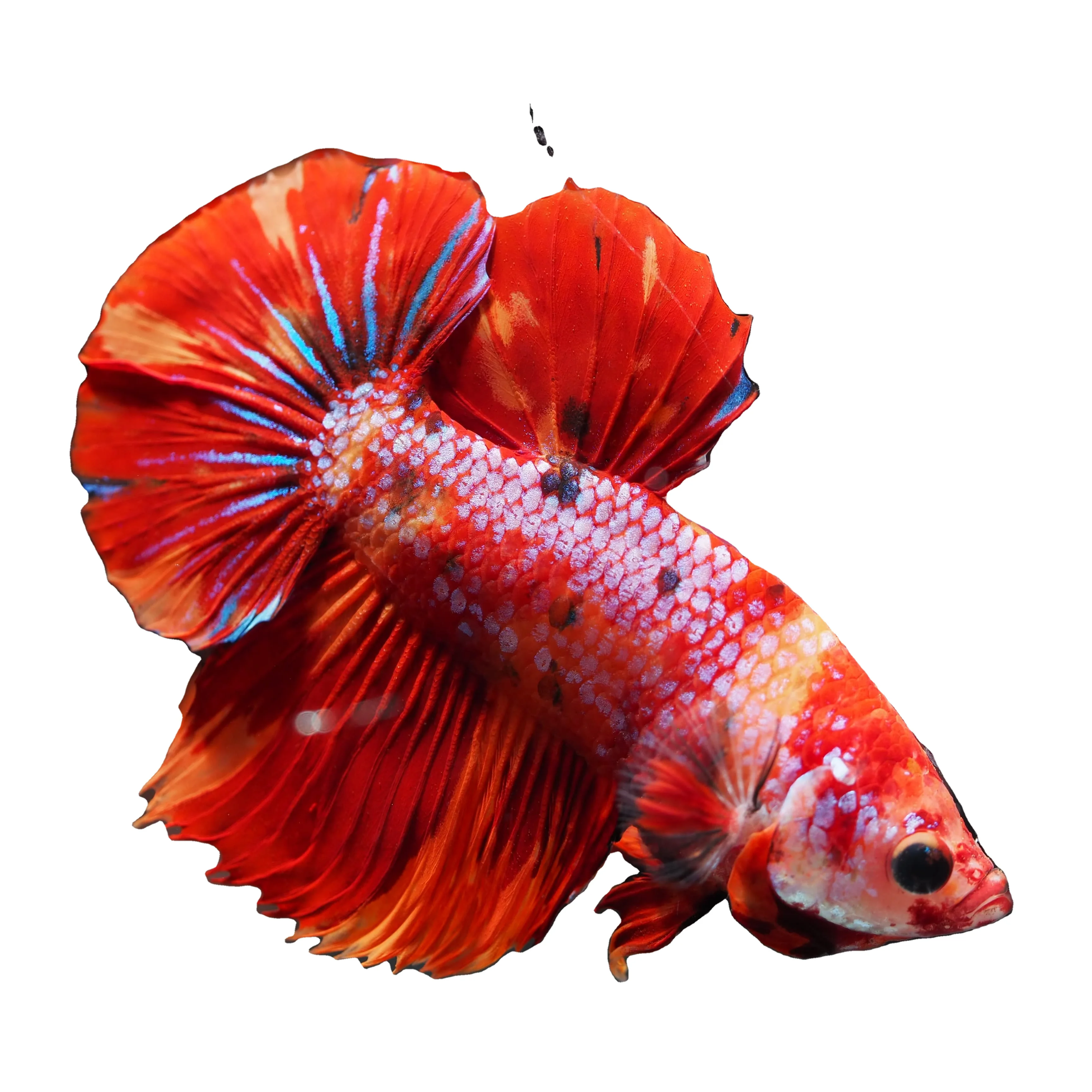 
NEMO KOI HMPK BETTA - Muticolor Thailand Betta Fish Premium Quality Plakat Siamese Fighting Fish Ornamental Aquariums 