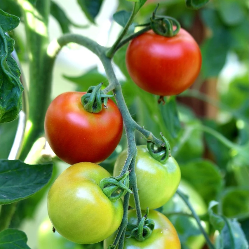 Indonesia HOT sell Fresh Tomato sweet  Natural red  Best quality wholesale fresh tomatoes seed black