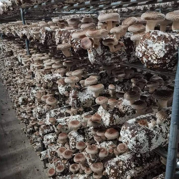 China High Yield Premium Mycelium Shiitake Mushroom Spawn Grow Bags