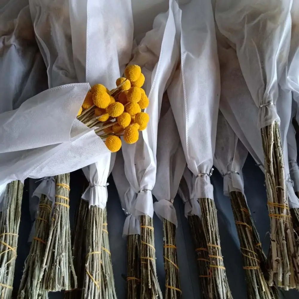 Dried natural Craspedia Billy Balls billy buttons yellow gold fruit flower
