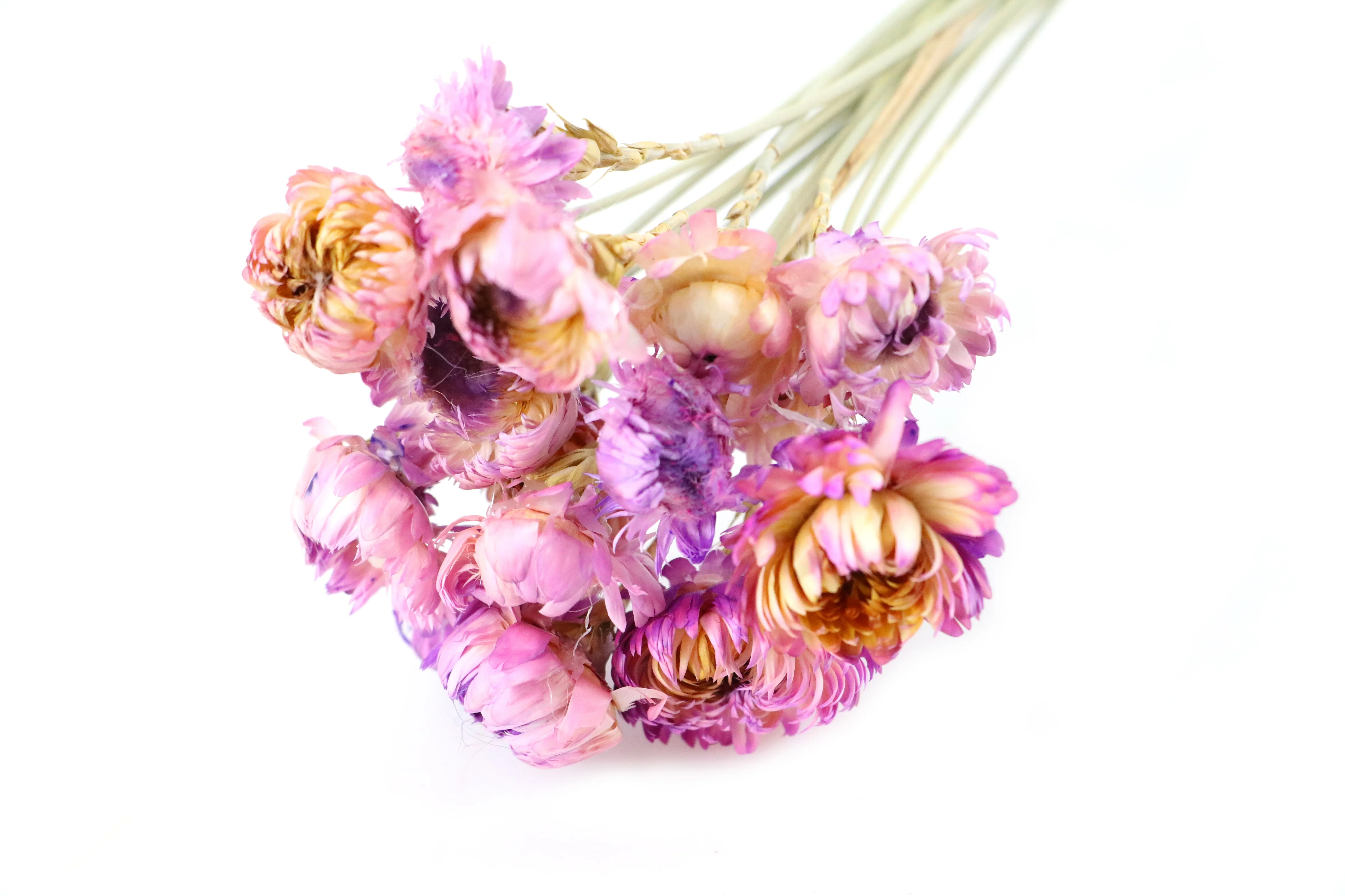 Popular Dried Strawflower Europe Colorful Helichrysum Bracteatum Straw Flower Dried Decorative Flowers & Wreaths Graduation
