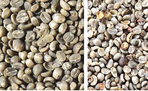 Brand Angelon 2020 new model  coffee bean color sorter /colour sorting machine for coffee bean