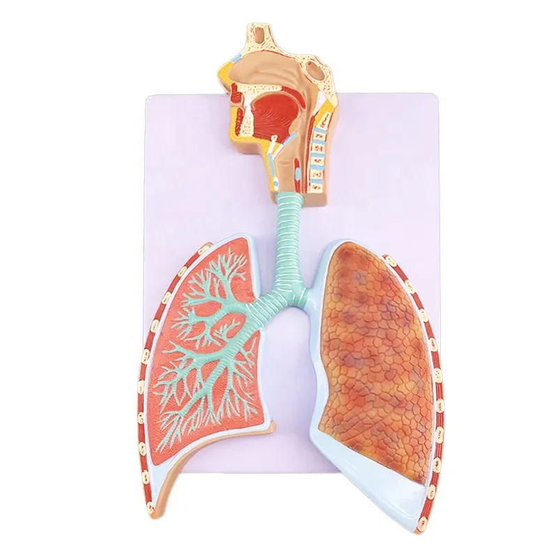Plastic 3d Human Respiratory System lung with larynx model with magnified alveolus