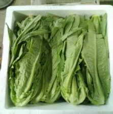 Large wholesale of fresh Lettuce