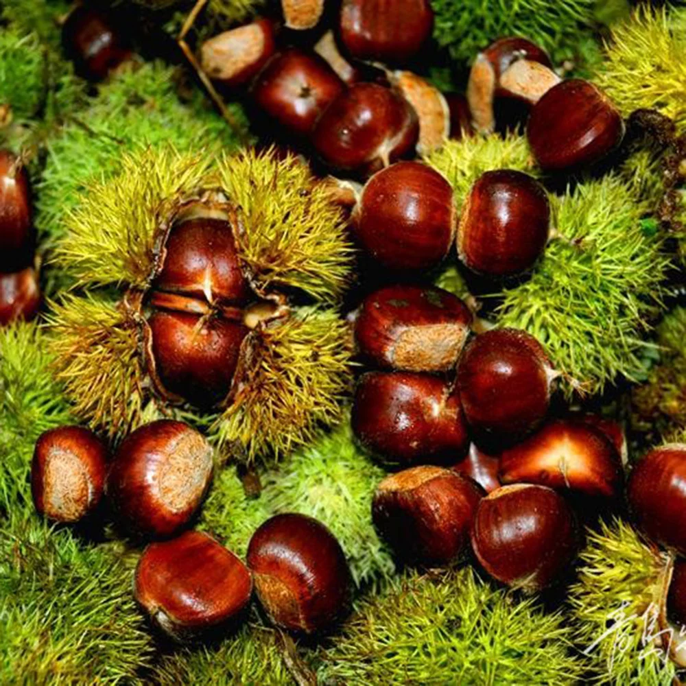 Organic Sweet Yanshan Fresh Chest Nuts