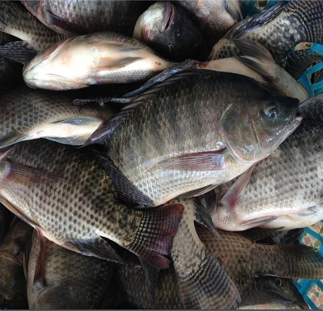 Seapride 300-500g fresh frozen black tilapia poisson wholesale price