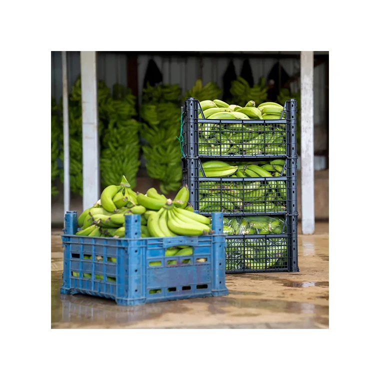 Private Label Low Price Packing Importers 100% Natural Fresh Big Banana