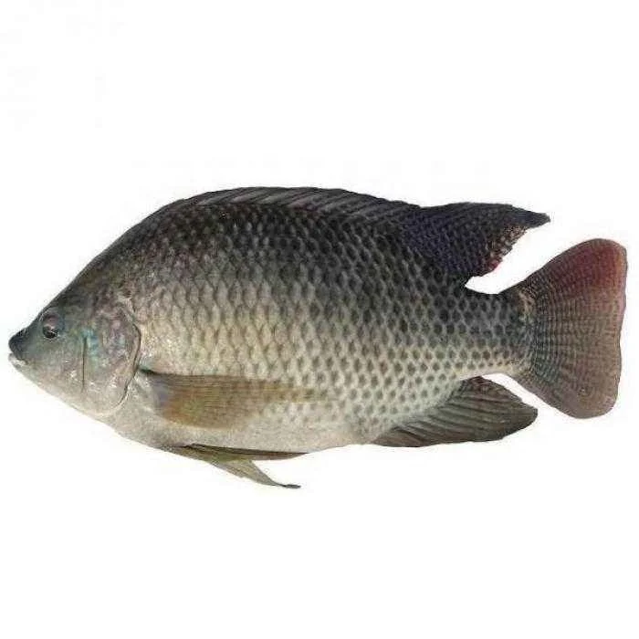 
Good quality frozen sea food frozen tilapia fish whole round price 