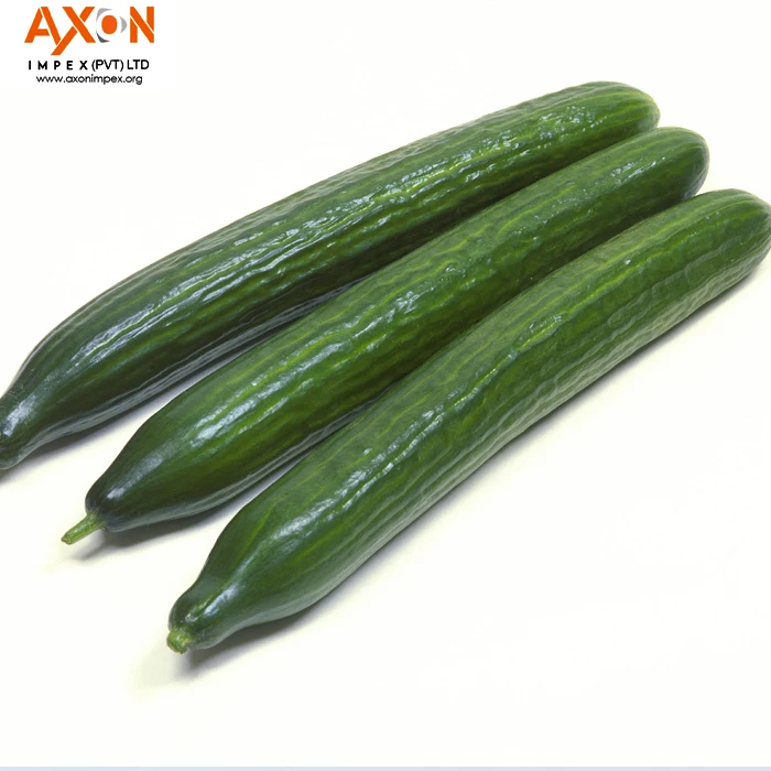 Pakistani Organic Healthy Feature Fresh Cucumber with Top Grade/Zucchini/English Cucumber