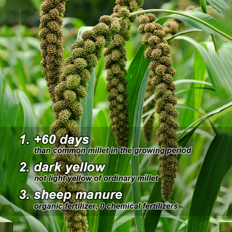 2kg (500g*4) Non-glutinous Yellow Millet Organic Millet Grain Dried Foxtail Millet