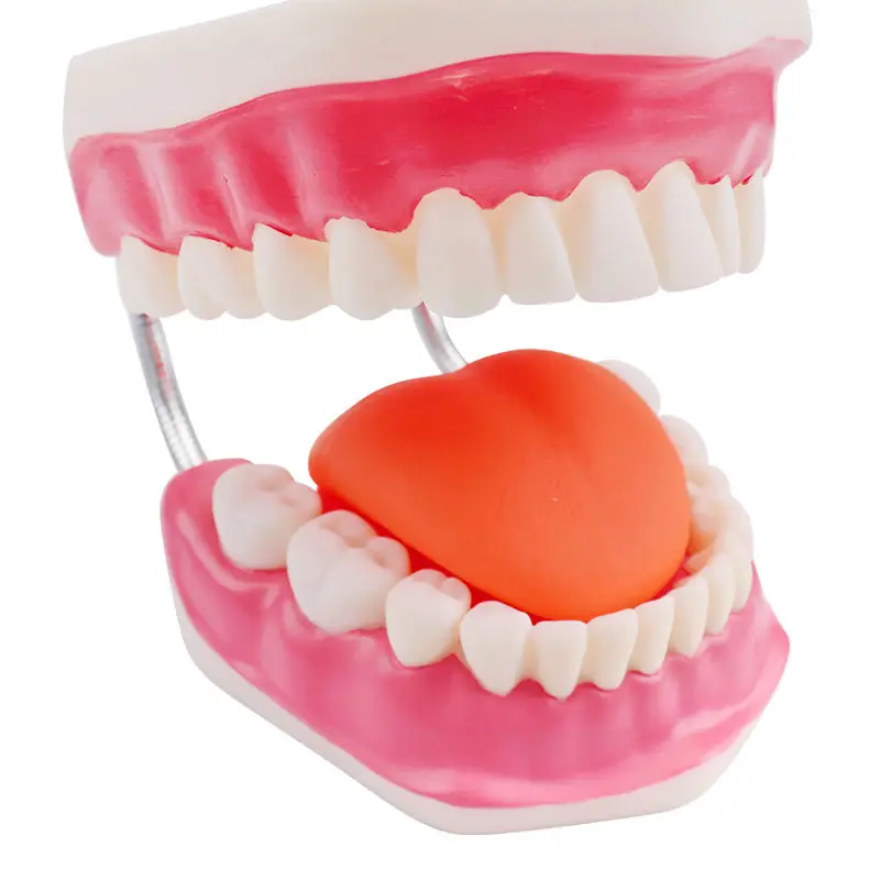 dental orthodontics doctor toys medic model dental model toys educational