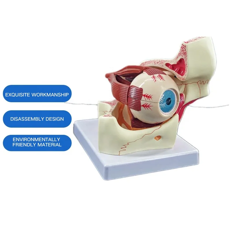 100% New Loudly brand Eyeball Model  Eye Model Giant Anatomy For Science Teaching Medical EM-2
