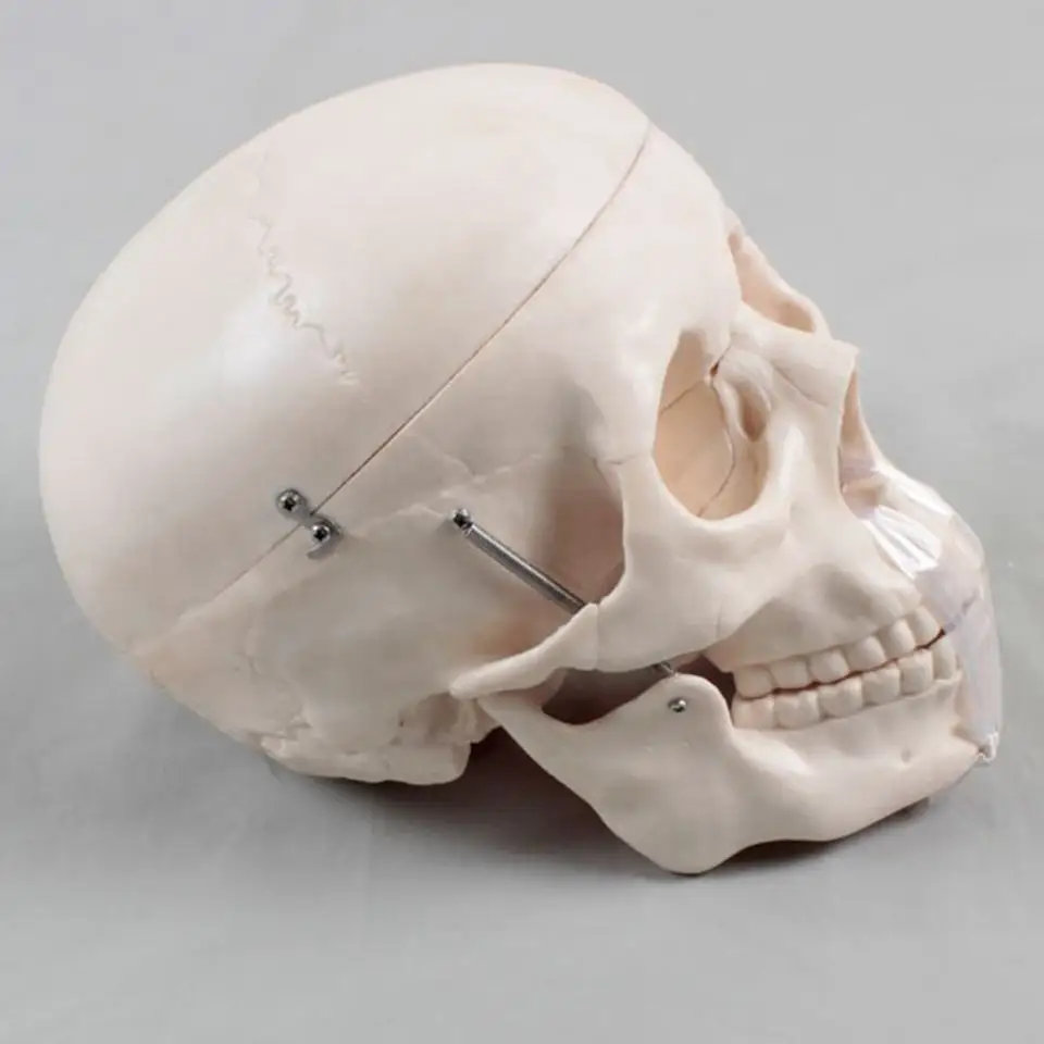 Манекен голова Череп Скелет человеческий череп модель усовершенствованная анатомическая пластиковая Миниатюрная человеческого черепа