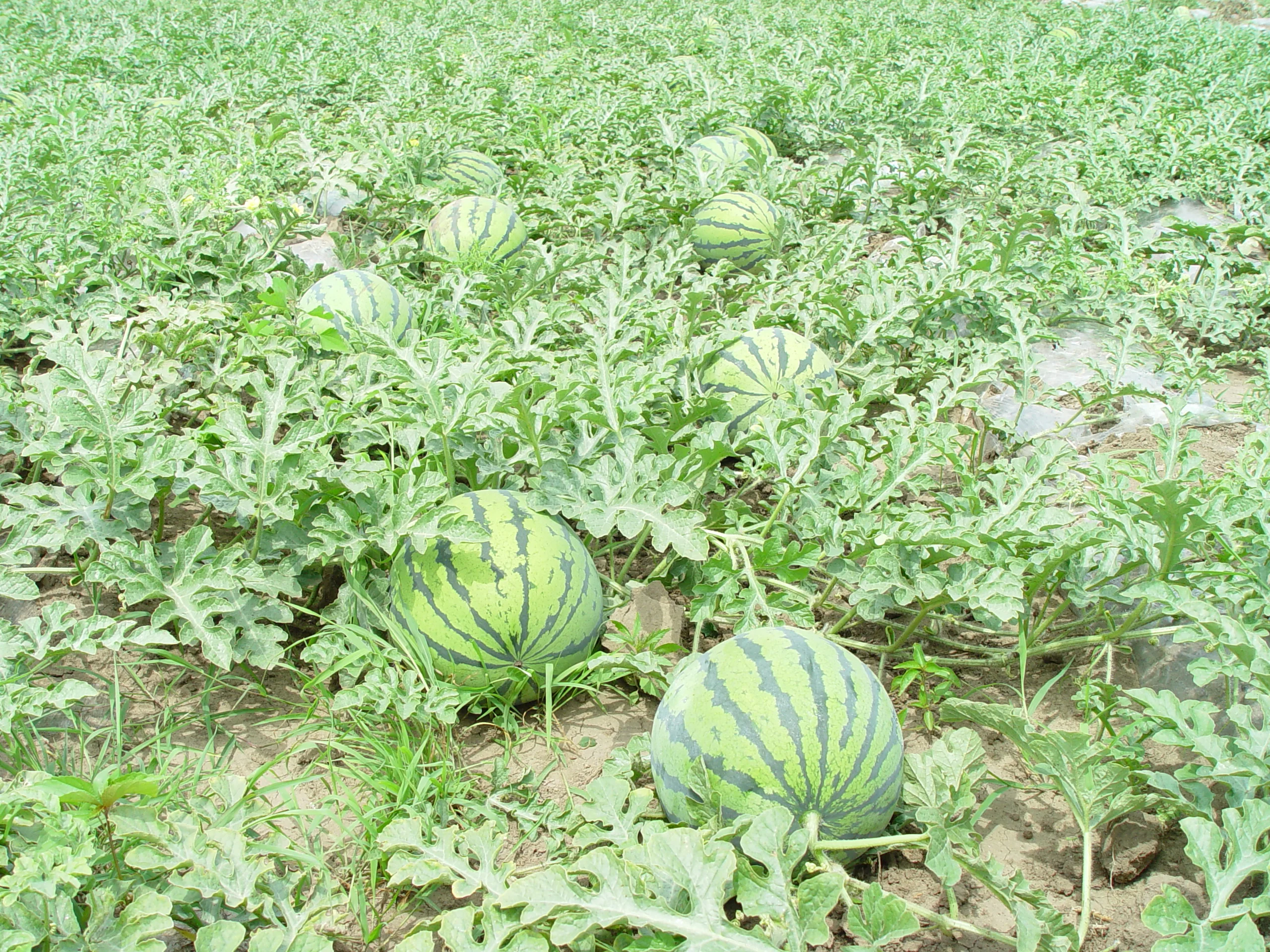 Standout seedless watermelon seeds with yellow flesh