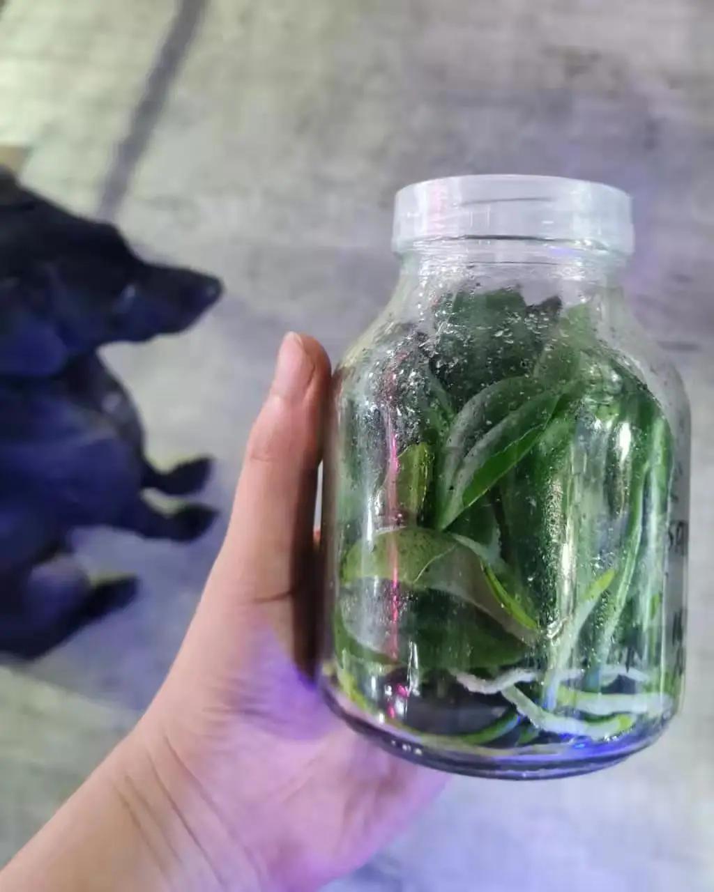 Hot selling 650ml orchids glass tissue culture bottle with breath hole lid wholesale