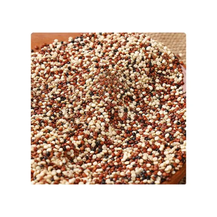 High nutritional value healty high protein tricolor quinoa black / red / black quinoa