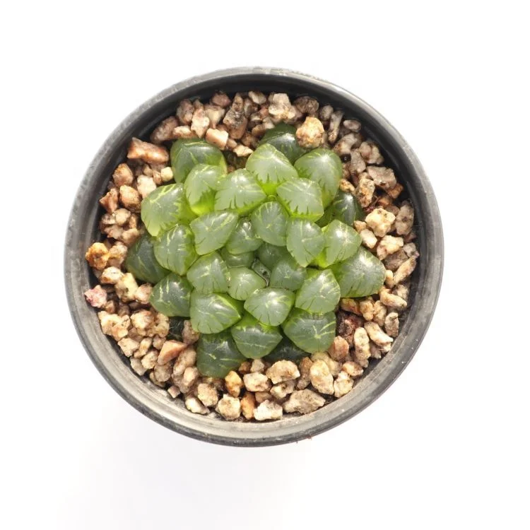 
succulents wholesale rare korean live plants indoor haworthia succulent 