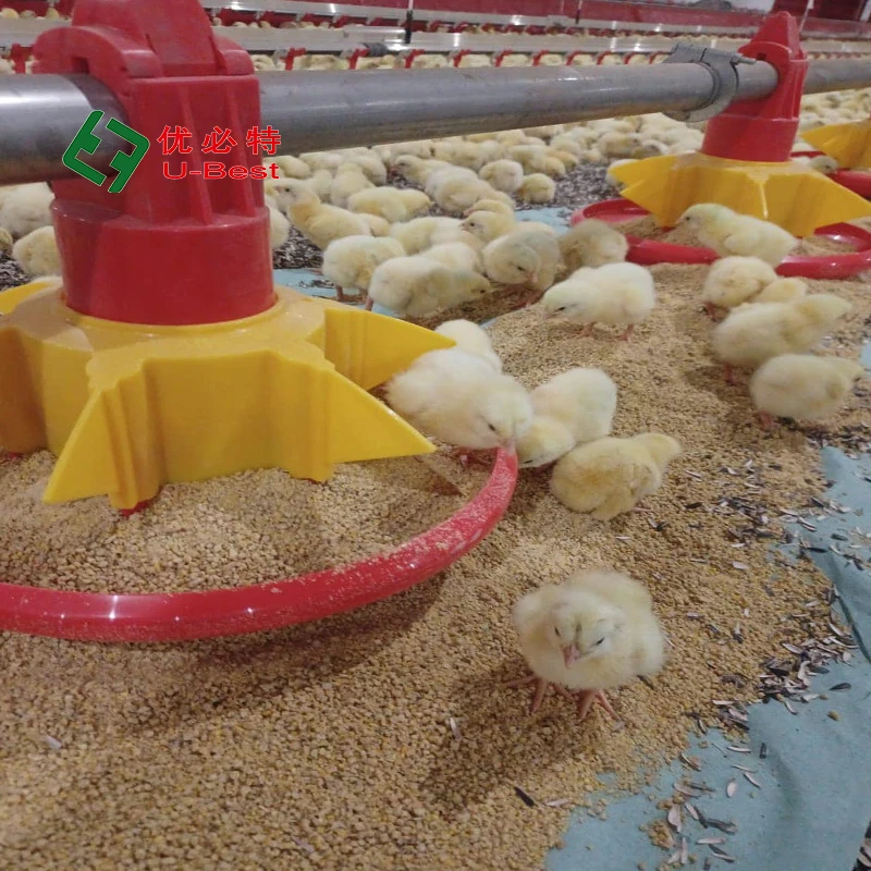 Factory Supply Drinking and Feeding System Steel Frame Chicken Farming Shed Broiler Farm