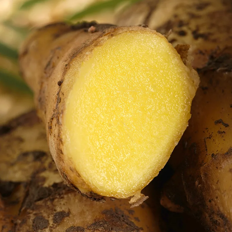 Available in Stock from China Shandong for sale at good prices Buy Fresh Ginger Vegetable