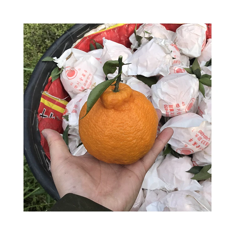 Hot wholesale Baby Mandarin Orange / ugly Orange /fresh Mandarin Orange