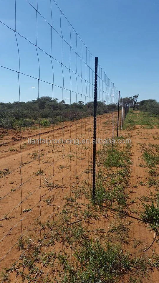 Israel Y post, (1).png