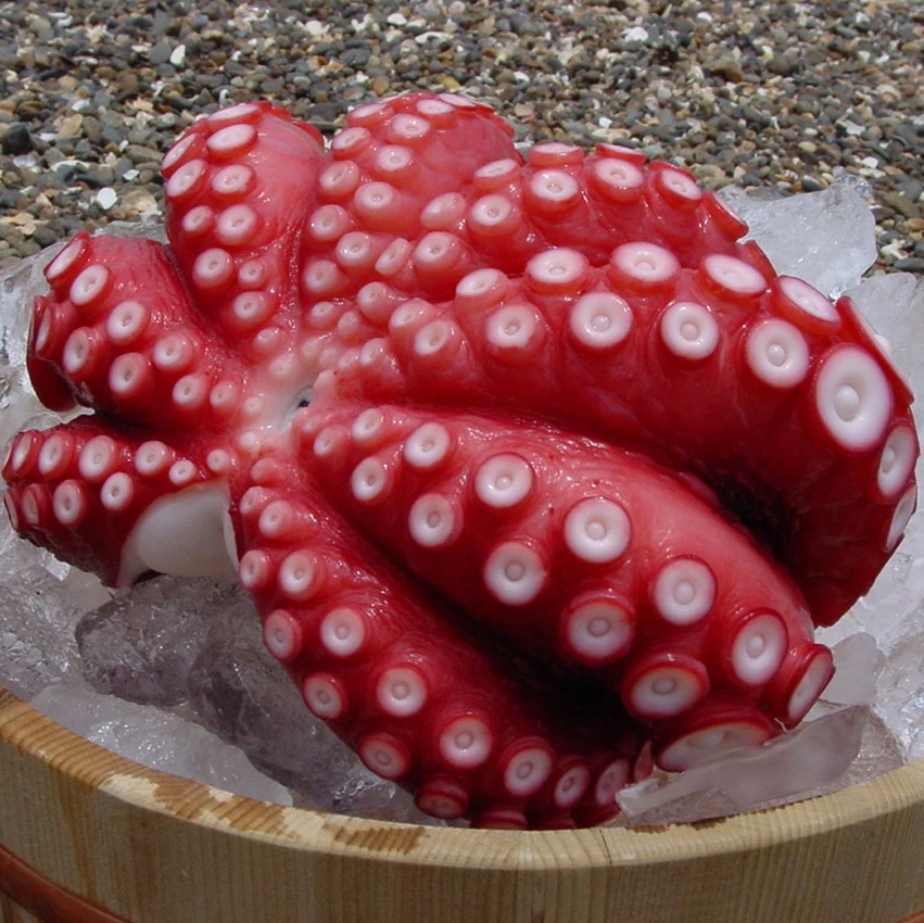 China New arrival fresh frozen small baby octopus for sale