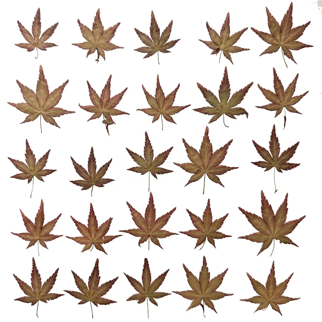 12pcs/pack Maple Leaf Autumn Color Series Pressed Leaf For Photo Paint Frame Resin DIY Craft