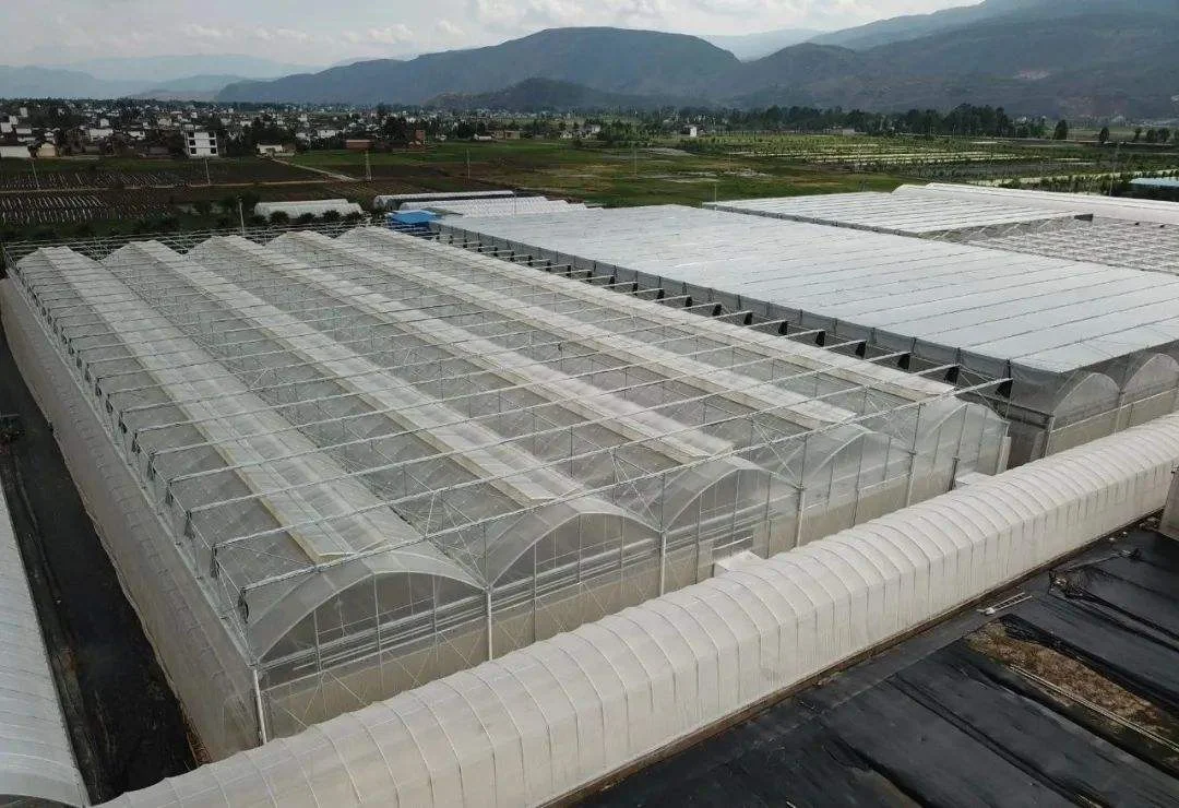 FM Cheapest In Stock Turnkey Projects Plastic Film Agricultural Tomato Hydroponics invernadero Green House Greenhouse