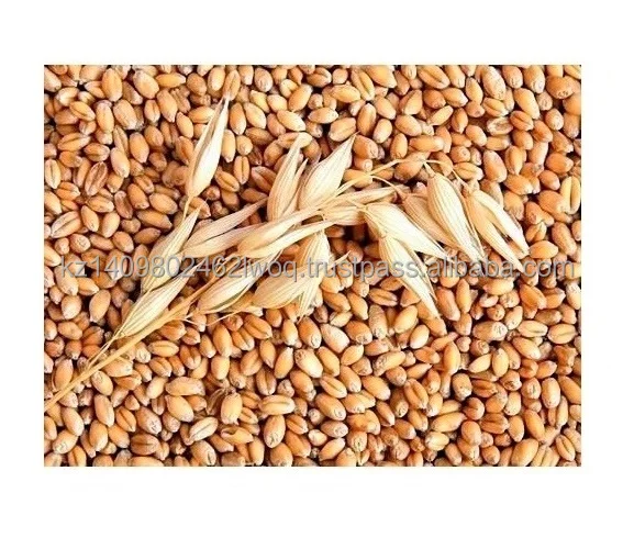 
Natural High quality wheat grain from Kazakhstan 