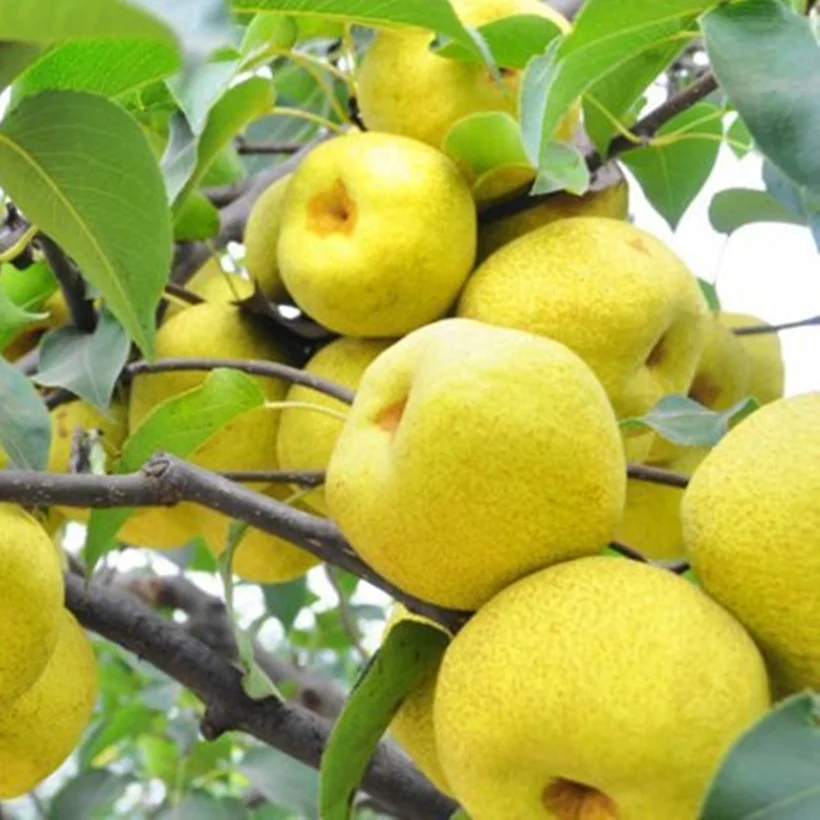 425g/820g/A10 Canned Pear Halves