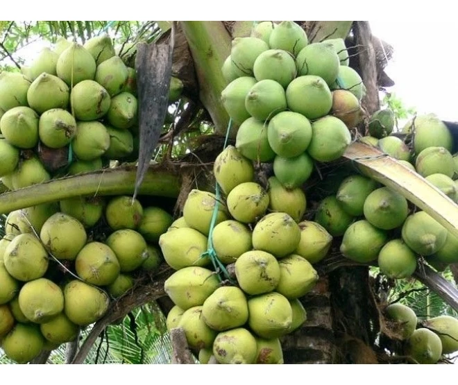 FRESH YOUNG COCONUT_COCONUT WATER_FRESH DELICIOUS EXPORT FRESH YOUNG COCONUT IN VIETNAM 2022