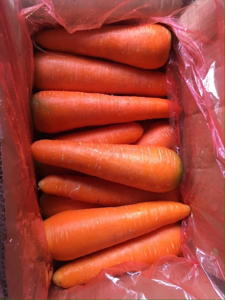 Свежий урожай моркови Вьетнам Быстрая доставка