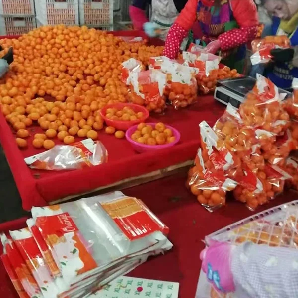 Cheap Price New Crop Fresh Mandarin Orange