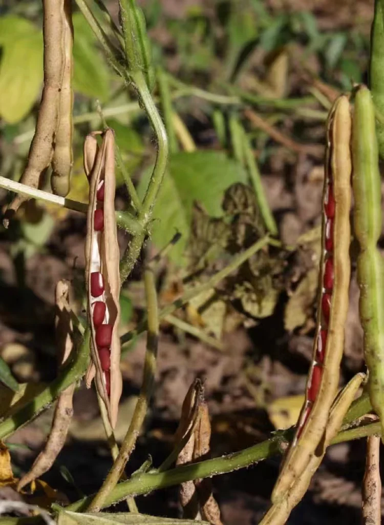 Sweet red beans with fine texture can be used as raw materials for milk tea or bread.
