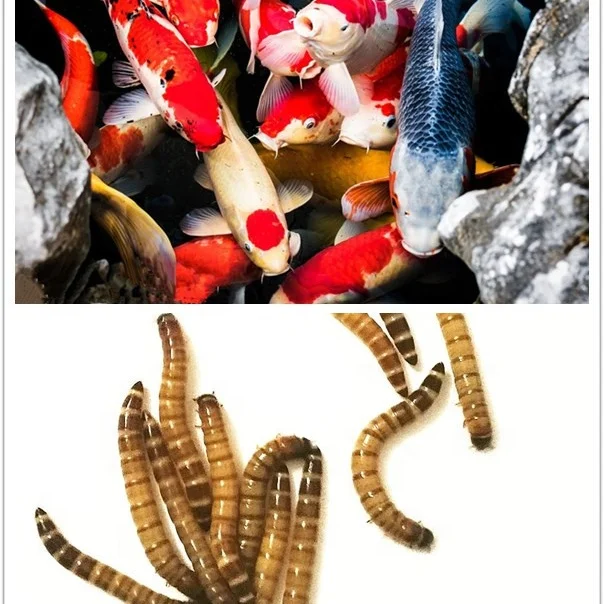 
Koi Food Fish Feed Dried Mealworm Aquatic Feed Additive 