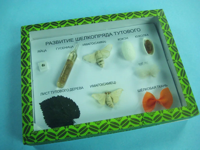 High Quality Embedded Real Silkworm specimen Silkworm Life Cycle Specimen Collection
